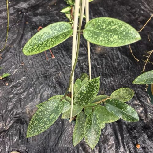 Hoya Silver Dollar Splash