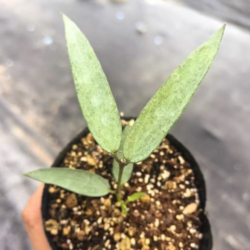 (Rare) Hoya burmanica silver