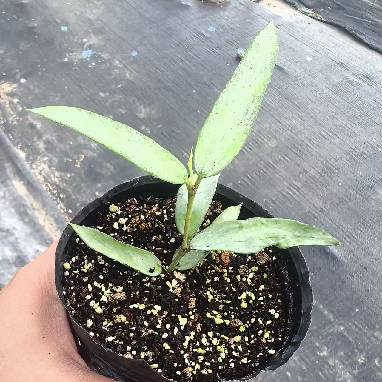 Hoya burmanica silver for sale