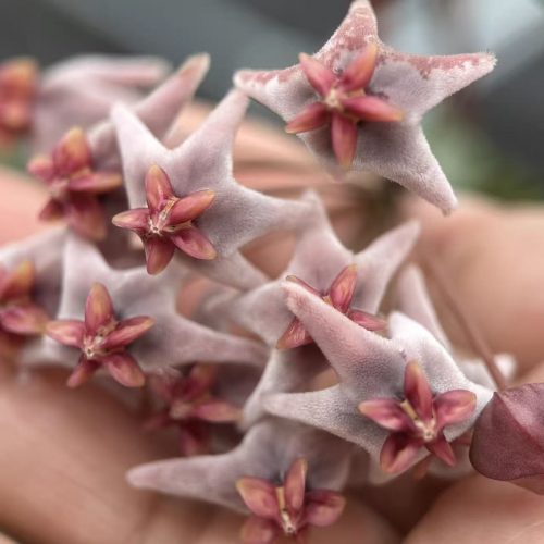 (Rare) Hoya piestolepis