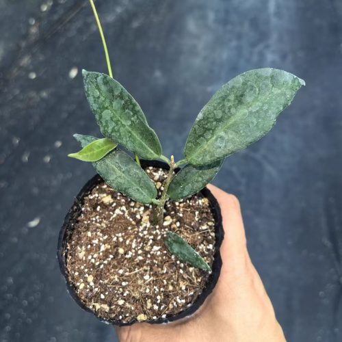 (Rare) Hoya piestolepis
